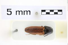 Foto (Dorsalansicht) von Ampedus (Ampedus) agilis (Platia, 2001) (NHMW-ZOO-COL-0008420)